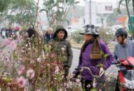 Tổ chức Chợ Hoa Xuân Tân Sửu 2021 tại 5 quận của thành phố để phục vụ Nhân dân vui Tết, đón Xuân