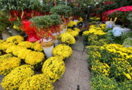 Mong Tết an lành!