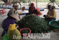 Nông sản giảm giá sâu: Nông dân mong hỗ trợ tiêu thụ