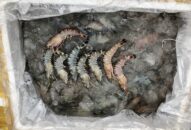 Hải Phòng: Bắt quả tang cơ sở bơm tạp chất vào tôm sú dịp cận Tết