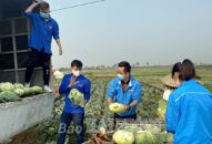 Huyện Vĩnh Bảo: Giúp bà con “giải cứu” nông sản