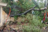 Nhiều cây xanh bị đổ sau cơn mưa lớn sáng 21/3
