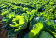 Tăng cường các hoạt động giám sát chất lượng an toàn thực phẩm các sản phẩm nông sản, thủy sản