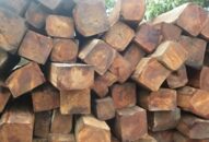 Truy tìm chủ sở hữu gỗ nhập khẩu từ châu Phi