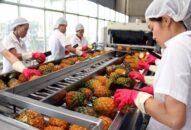 Đầu tư Dự án tổ hợp sơ chế, chế biến, bảo quản nông sản thực phẩm công nghệ cao tại xã Hưng Nhân, huyện Vĩnh Bảo