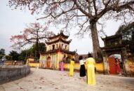 ‘Đại hội’ hoa gạo chùa Trung Hành