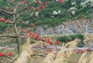 Phượt nhanh cung đường tuyệt đẹp đầy sắc hoa ở đảo ngọc Cát Bà