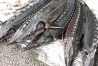 Kiểm soát ngăn chặn hành vi kinh doanh và nhập khẩu cá tầm