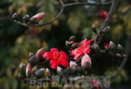 Mùa hoa gạo trong thơ