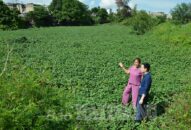 Việc cải tạo công viên cây xanh tại quận Hồng Bàng: Góp phần phát triển đột phá đô thị