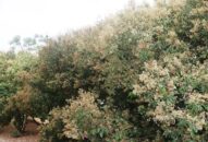 Chưa vào vụ, chủ vườn đã lo… bội thu mùa quả