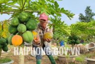 Nguồn vốn tín dụng chính sách tiếp sức cho nông dân huyện An Dương thực hiện chuyển đổi mô hình sử dụng đất nông nghiệp