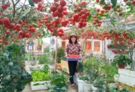 Choáng ngợp với vườn nông sản sân thượng quả trĩu cành, muôn hoa khoe sắc