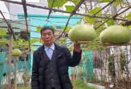 Về Hải Phòng ăn bầu ‘siêu to khổng lồ’