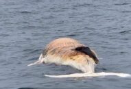 Hải Phòng: Phát hiện xác cá voi khoảng 10 tấn trôi dạt vào bờ