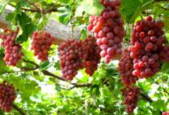 Quả nho và lợi ích ngừa ung thư