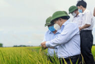 Khẩn trương thu hoạch lúa Xuân để tránh thiệt hại do những bất thường của thời tiết gây ra