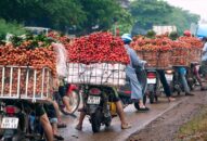 Cục Quản lý thị trường thành phố hỗ trợ tiêu thụ 50 tấn vải thiều Bắc Giang