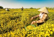 Đẩy mạnh phát triển Hợp tác xã trong nông nghiệp trên địa bàn thành phố, giai đoạn 2021-2025