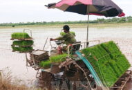 Đến chiều 8/7, huyện Vĩnh Bảo gieo cấy hơn 50% diện tích vụ lúa mùa năm 2021