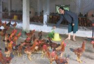 Ứng dụng tiến bộ khoa học kỹ thuật vào chăn nuôi gà lông màu: Hỗ trợ người sản xuất nhân rộng