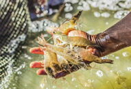 Tận dụng cơ hội để duy trì sự phát triển ổn định của ngành tôm trong tình hình mới