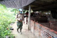 Huyện Cát Hải: Cơ bản khống chế dịch tả lợn châu Phi trên địa bàn huyện