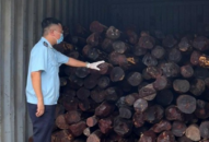 Khởi tố vụ án hình sự buôn lậu 9 tấn gỗ giáng hương