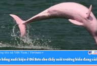 Cá heo hồng xuất hiện ở Đồ Sơn cho thấy môi trường biển đang cải thiện