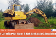Huyện Cát Hải: Phát hiện 1 ổ dịch bệnh dịch tả lợn châu Phi