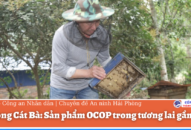 Mật ong Cát Bà: Sản phẩm OCOP trong tương lai gần