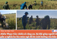 Hải Phòng: Xúc động hình ảnh công an, bộ đội giúp dân gặt lúa tránh bão
