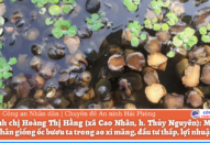 Mô hình nuôi, nhân giống ốc bươu ta trong ao xi măng: Đầu tư thấp, lợi nhuận cao