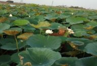 Trồng sen, hướng đi mới cho quá trình chuyển đổi cơ cấu cây trồng