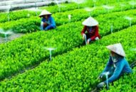 Huyện Kiến Thụy: Giá trị sản xuất nông nghiệp, thủy sản năm 2021 ước đạt 1.771,4 tỷ đồng