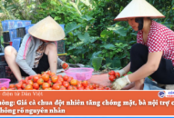 Hải Phòng: Giá cà chua đột nhiên tăng chóng mặt, bà nội trợ choáng váng không rõ nguyên nhân