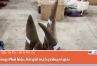 Hải Phòng: Phát hiện, bắt giữ 19,5 kg sừng tê giác