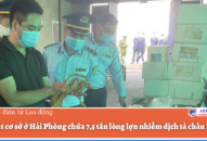 Xử phạt cơ sở ở Hải Phòng chứa 7,5 tấn lòng lợn nhiễm dịch tả châu Phi