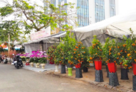 Thành phố tổ chức 18 điểm Chợ hoa Xuân năm 2022 tại các địa phương trong dịp Tết, từ ngày 12/1 đến 31/1/2022