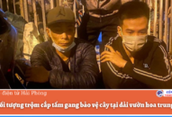 Bắt 2 đối tượng trộm cắp tấm gang bảo vệ cây tại dải vườn hoa trung tâm