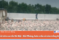 Lật xe tải trên cao tốc Hà Nội-Hải Phòng, hơn 2 tấn cá tràn trắng đường