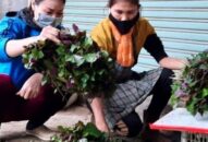 Thị trường lá xông nhộn nhịp thời Covid-19