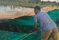 Nuôi ếch trong lồng lưới trên mặt ao kết hợp nuôi cá dưới ao: Mô hình cần được nhân rộng