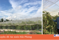 Phát triển kinh tế hộ gia đình từ mô hình trồng táo trong nhà lưới