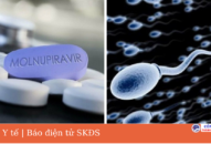 Thuốc kháng virus Molnupiravir có gây yếu sinh lý?