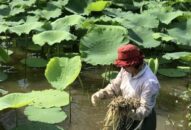 Thu tiền tỷ mỗi năm nhờ mô hình “trồng sen, thả cá” của nữ nông dân