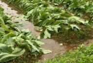 Hải Phòng: 2,5 sào thuốc lào của người dân ở Vĩnh Bảo bị kẻ gian phá hoại