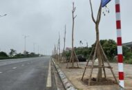 Thay gần 400 cây Long Não dọc đường vào đền Trạng Trình Nguyễn Bỉnh Khiêm