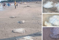 Khách du lịch sợ hãi vì sứa biển tấn công, sơ cứu thế nào?