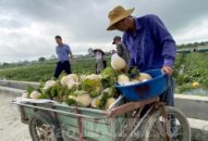 Khắc phục căn cơ tình trạng “được mùa, mất giá”